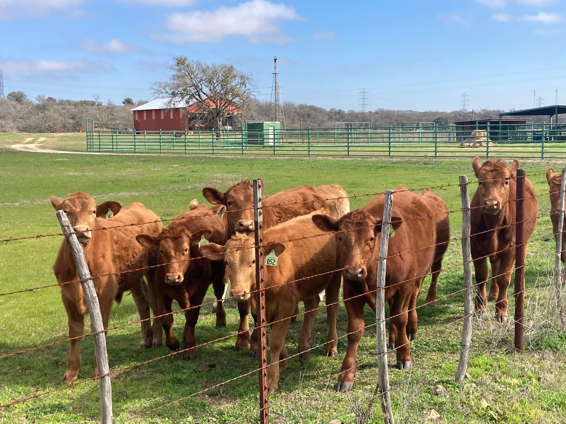 Sussex Ranch herd with the ranch barn and working pens behind them