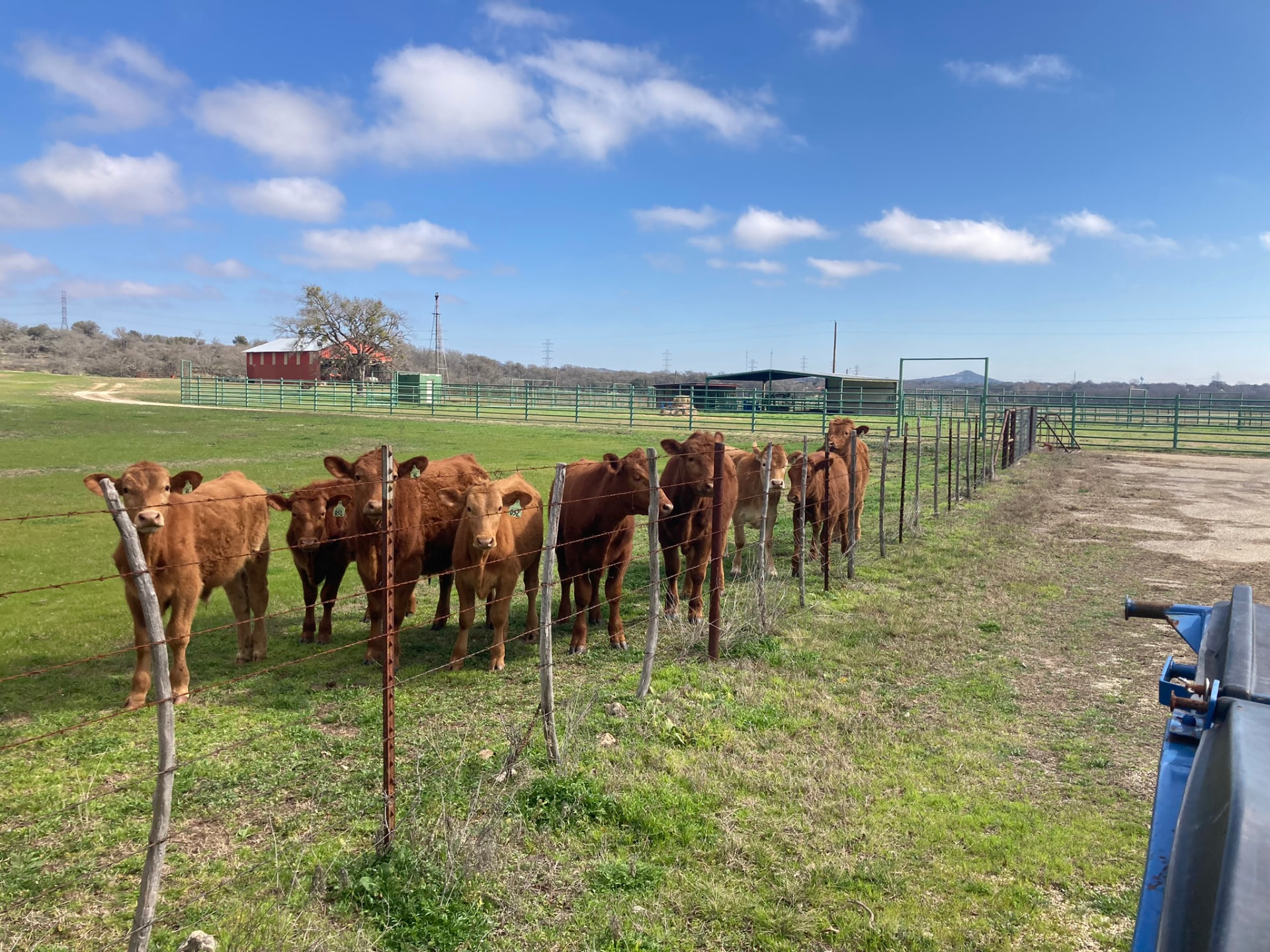 Sussex Ranch cattle in spring pasture with the ranch barn and pens behind them