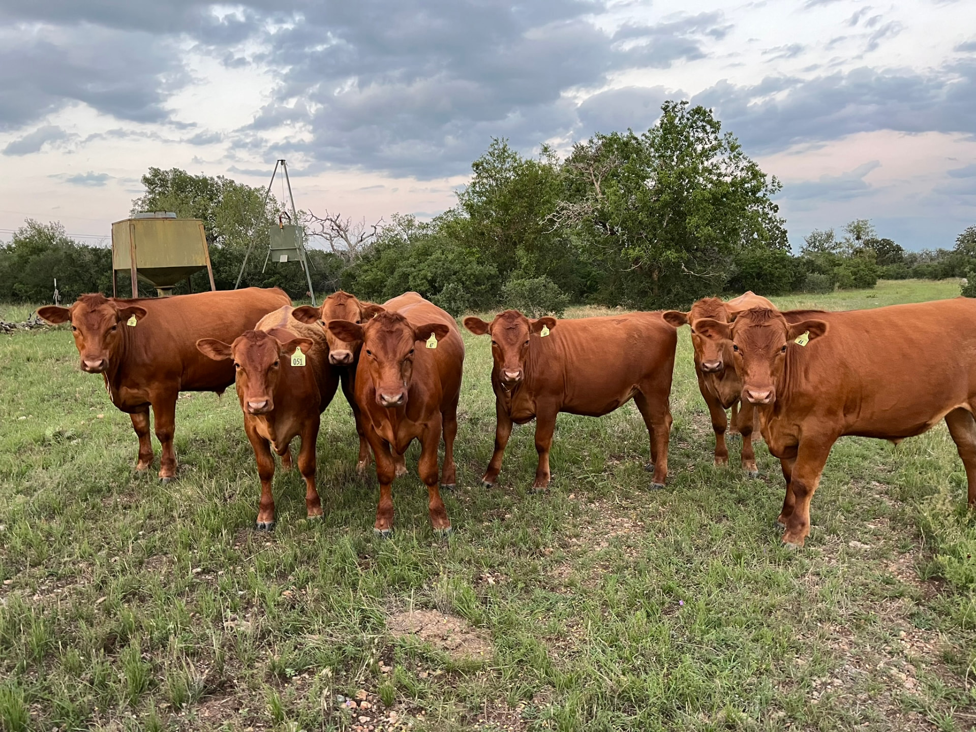 Sussex Ranch herd in open Hill Country pasture at dusk