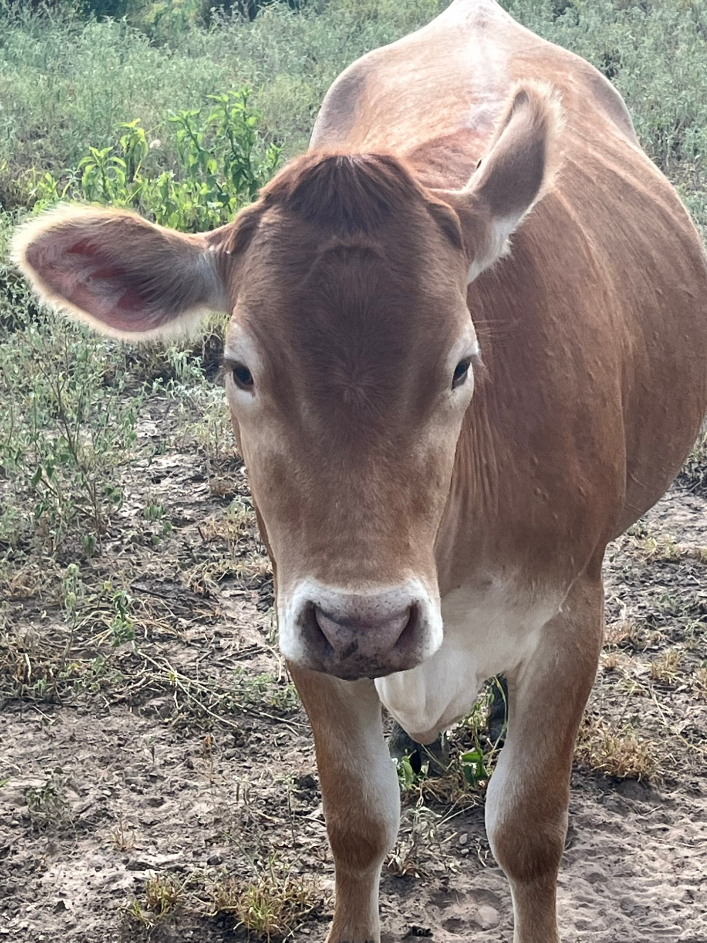 Whole Steer