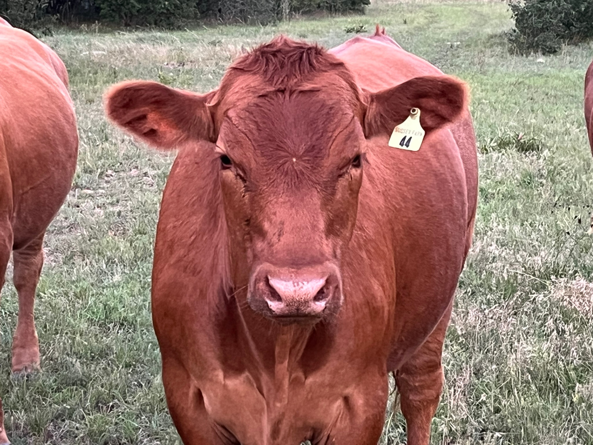 Head-on portrait of an Akaushi-Red Angus steer in evening light