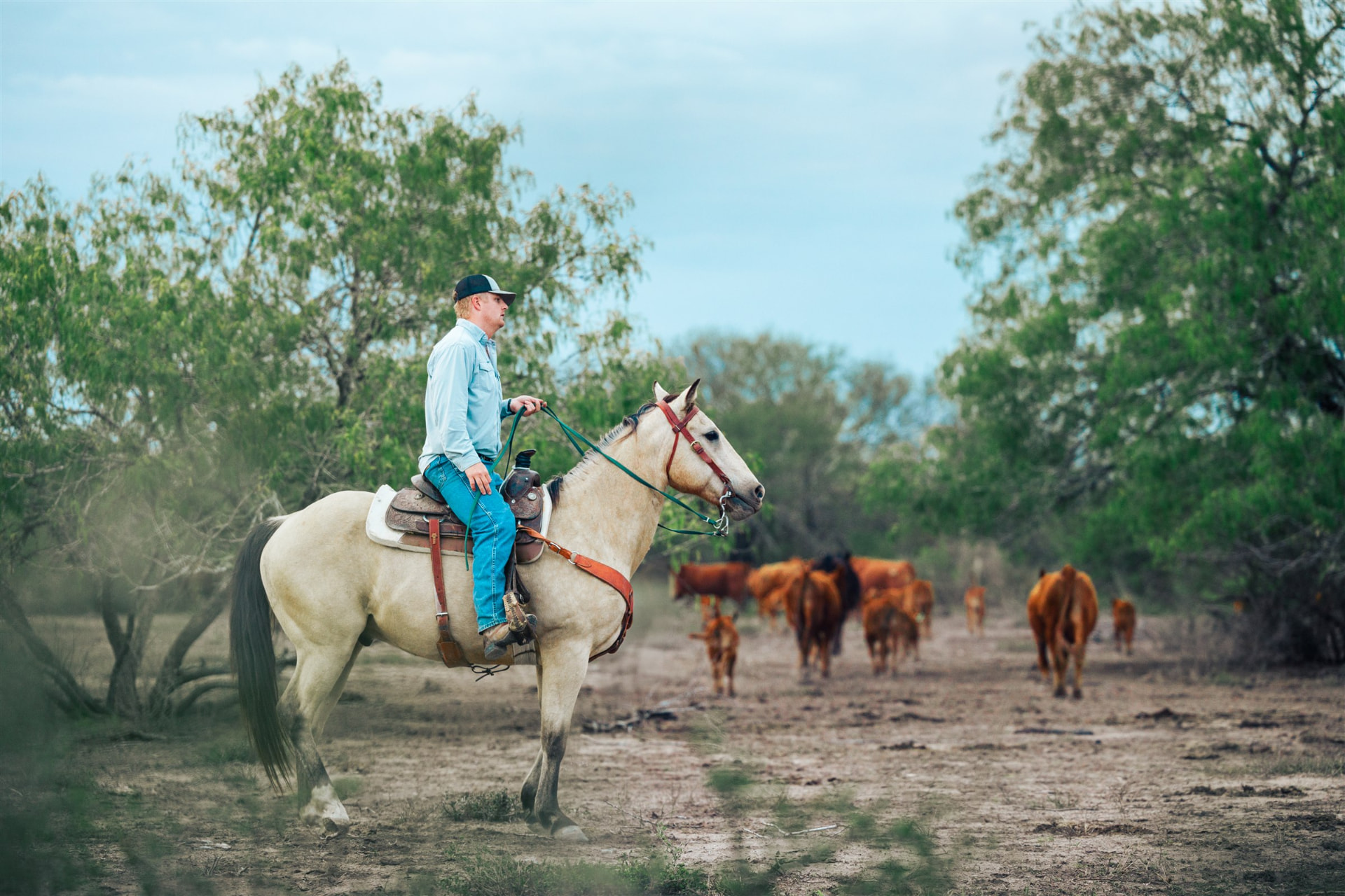 A rancher on horseback moving Red Angus cattle down a brush-lined ranch road.