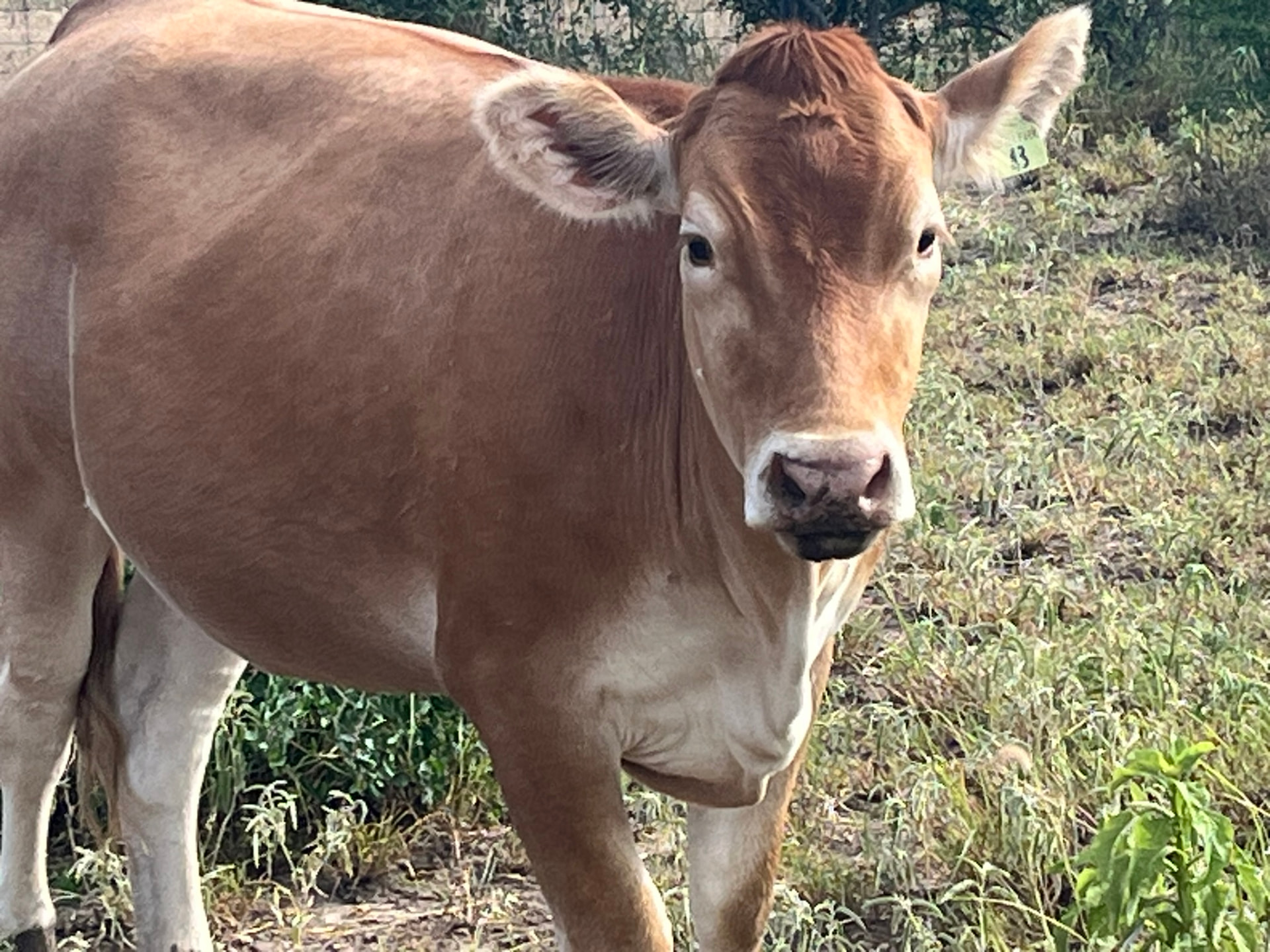A honey-colored Akaushi–Red Angus steer at Sussex Ranch in Comfort, Texas