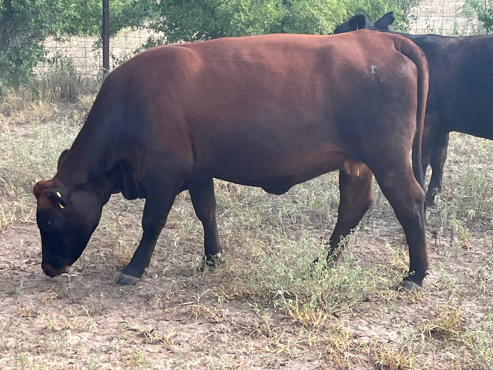 Half Steer