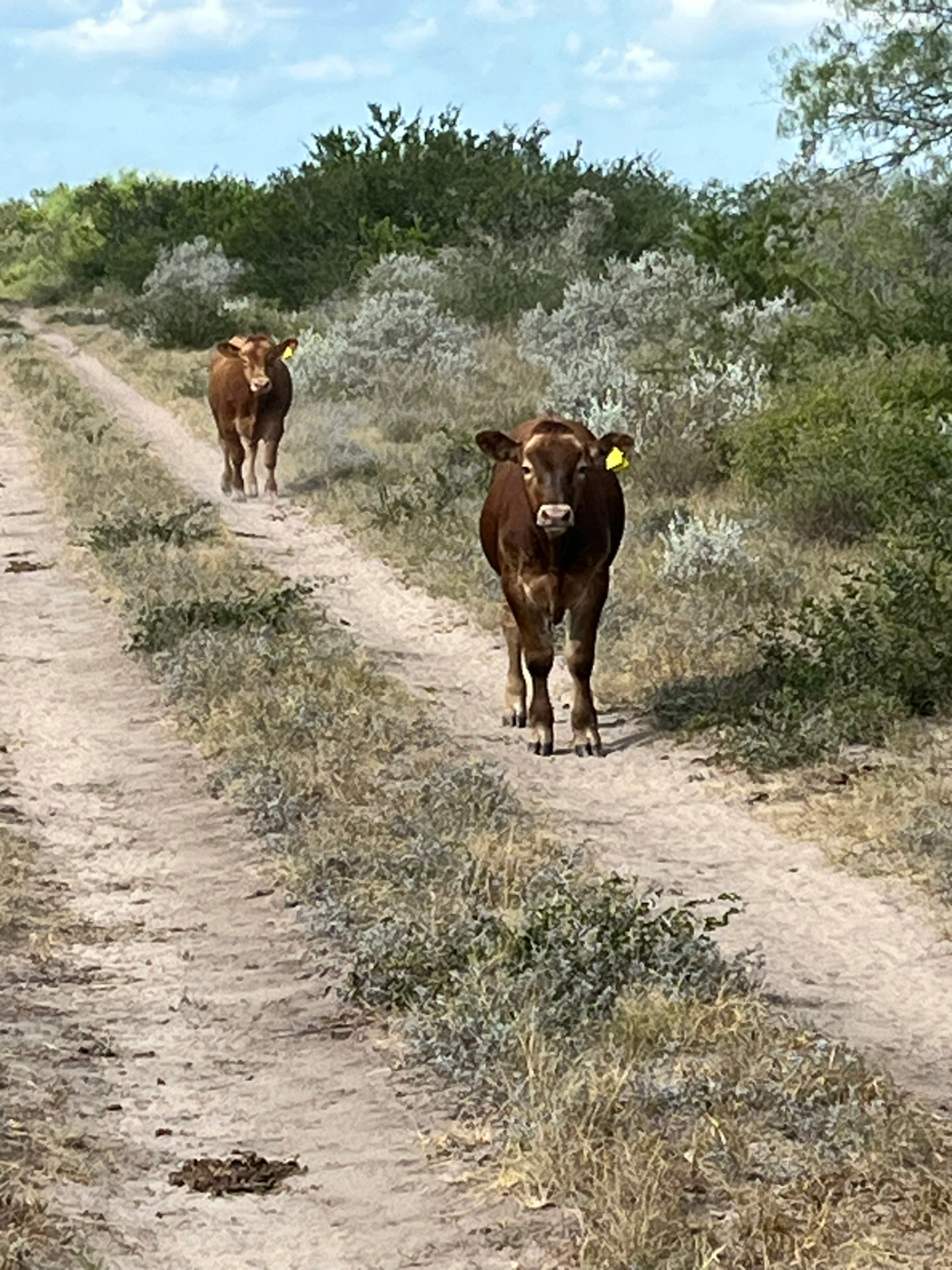 Two Sussex Ranch steers walking a caliche ranch road