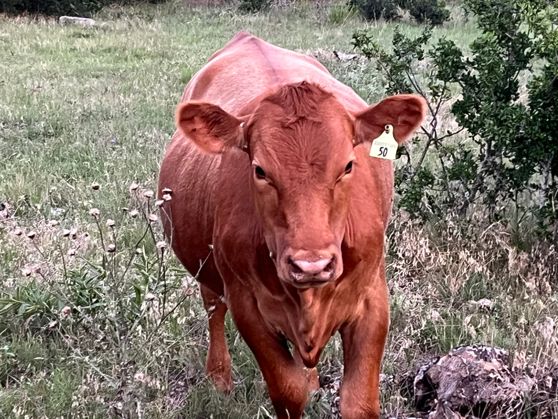 An Akaushi-Red Angus steer walking through tall Hill Country pasture grass