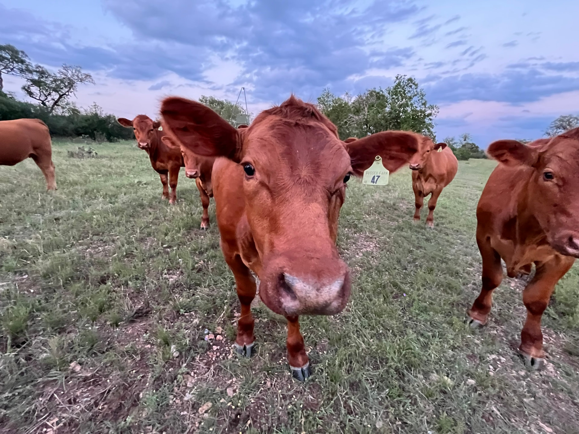 A curious Sussex Ranch steer at dusk with the herd behind